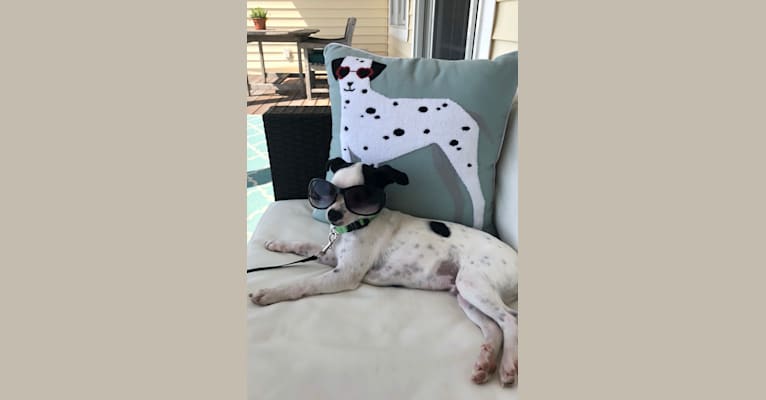Nemo, a Mountain Cur and Chihuahua mix tested with EmbarkVet.com