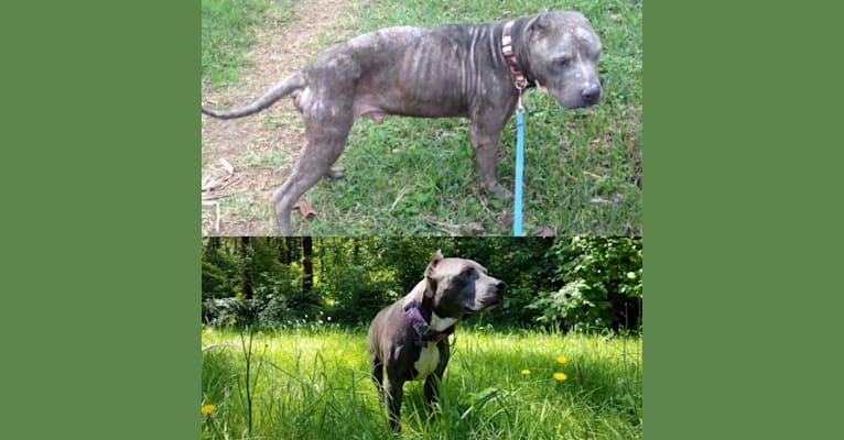embark dog dna test breed