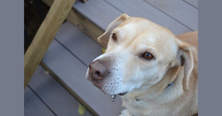 Zoë, a Labrador Retriever and Great Pyrenees mix tested with EmbarkVet.com