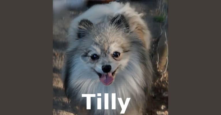Tilly, a Pomeranian tested with EmbarkVet.com