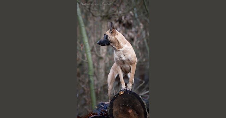 Winny, a Belgian Shepherd tested with EmbarkVet.com