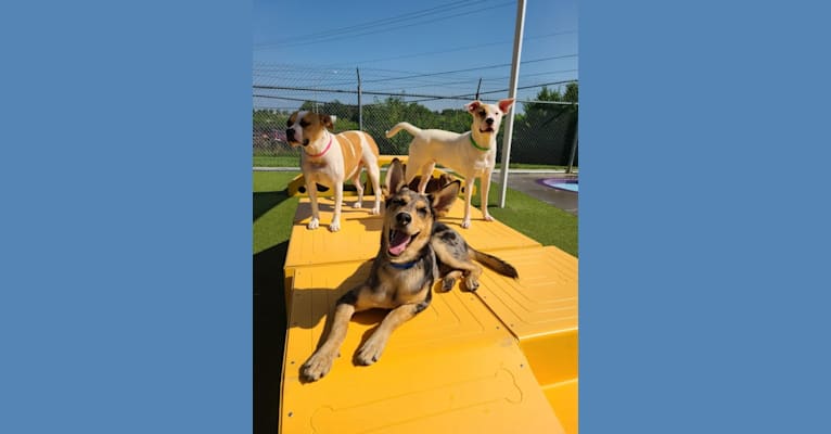 Photo of Cosmo, a Siberian Husky and German Shepherd Dog mix in Morehead, Kentucky, USA