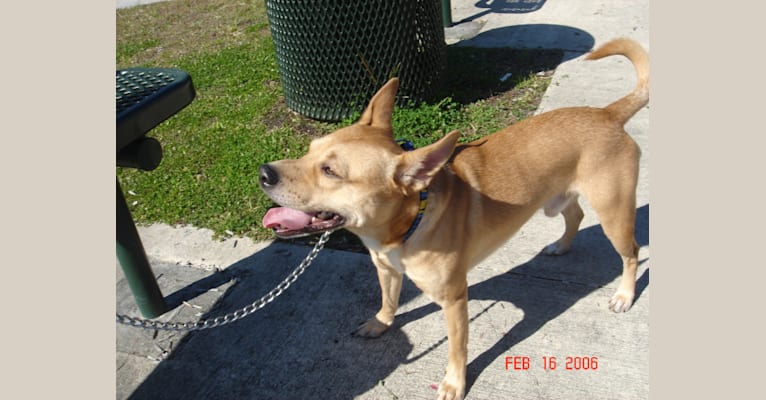 Kirby, a Pomeranian and American Pit Bull Terrier mix tested with EmbarkVet.com