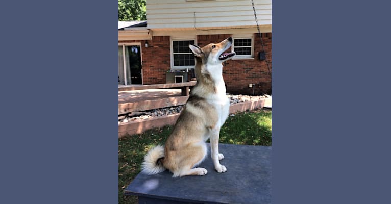 Ember, a West Siberian Laika tested with EmbarkVet.com