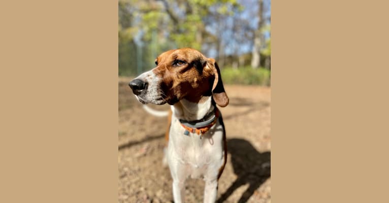 Roxy, a Treeing Walker Coonhound tested with EmbarkVet.com