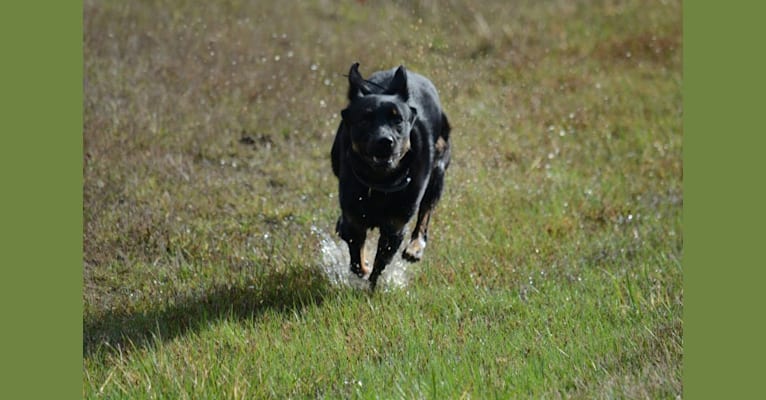 Kai, an Australian Cattle Dog and German Shepherd Dog mix tested with EmbarkVet.com