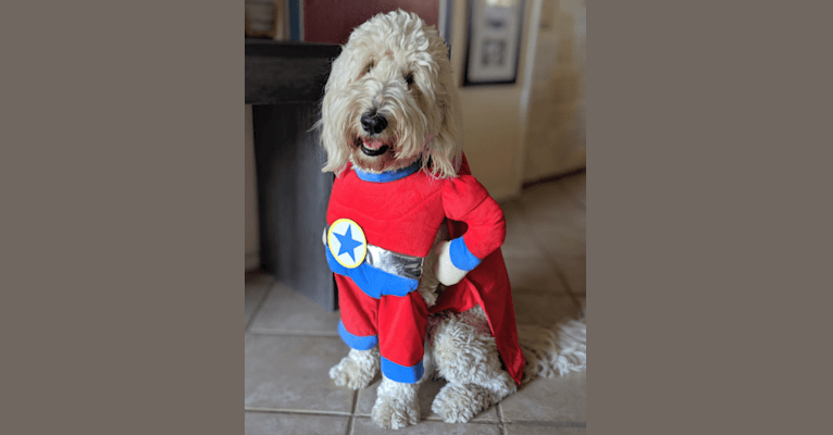 Photo of Winstin, a Goldendoodle  in Midland, TX, USA