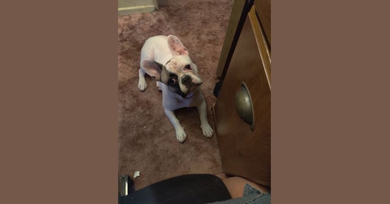 Photo of Menschie the Frenchie, a French Bulldog  in Hesperia, CA, USA