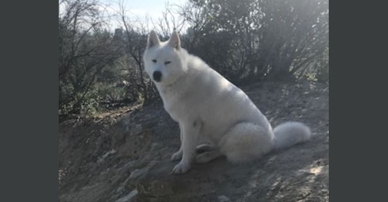 Habibi, a Siberian Husky and Great Pyrenees mix tested with EmbarkVet.com