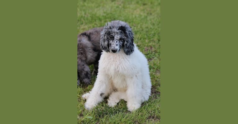 Poppy, a Poodle (Standard) tested with EmbarkVet.com