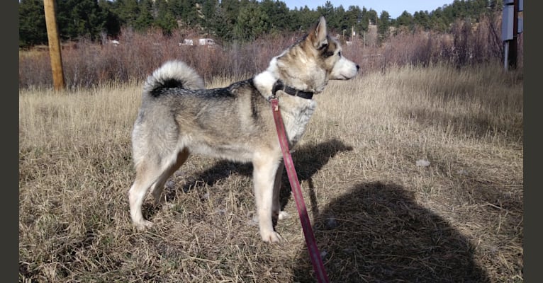 Dusky, a Siberian Husky (5.8% unresolved) tested with EmbarkVet.com
