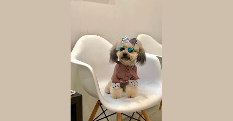 Masha, a Poodle (Small) and Chihuahua mix tested with EmbarkVet.com