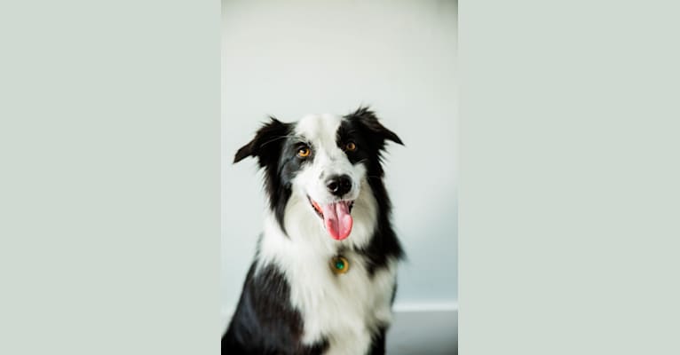 Tuna, a Border Collie and Australian Shepherd mix tested with EmbarkVet.com