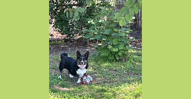 Barley Hops, a Cardigan Welsh Corgi tested with EmbarkVet.com