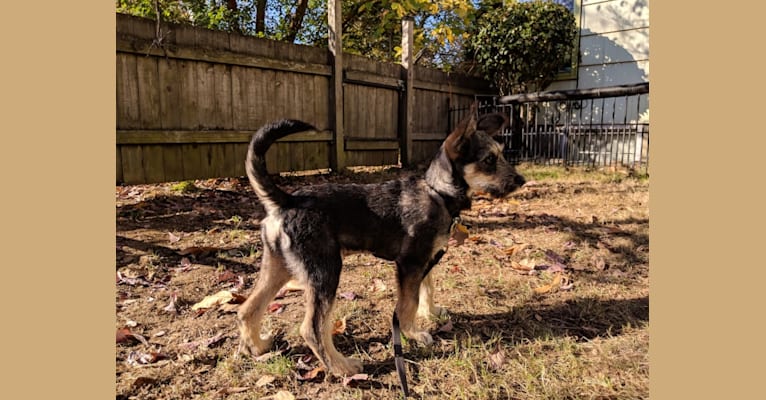 Rosie, a Siberian Husky and Chihuahua mix tested with EmbarkVet.com