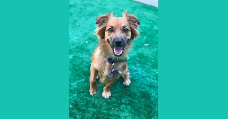 Photo of Finn, a Pomeranian, Russell-type Terrier, Chihuahua, Australian Cattle Dog, and Rat Terrier mix in DeKalb County Animal Services, Chamblee Dunwoody Road, Chamblee, GA, USA