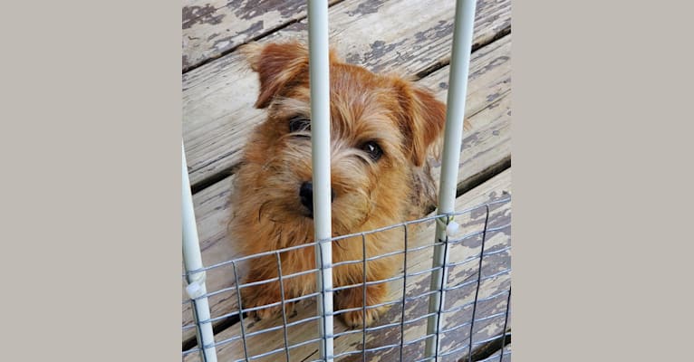 Scarlett, a Norfolk Terrier tested with EmbarkVet.com