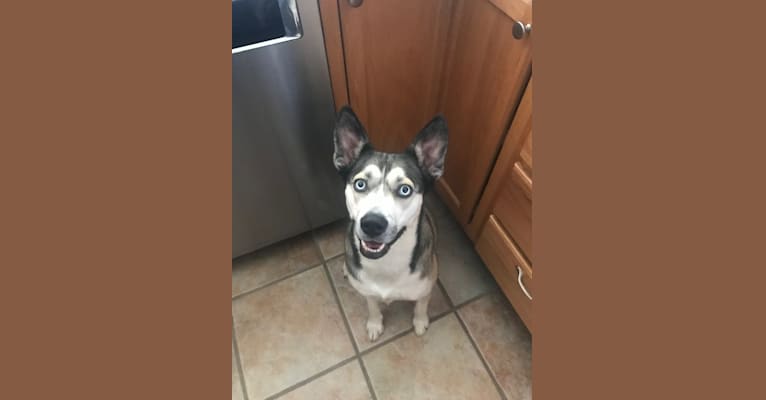 Siberian husky boston terrier best sale mix