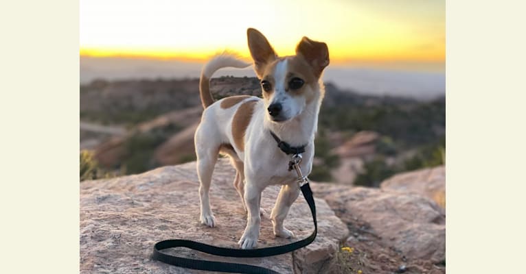 Max, a Russell-type Terrier and Chihuahua mix tested with EmbarkVet.com