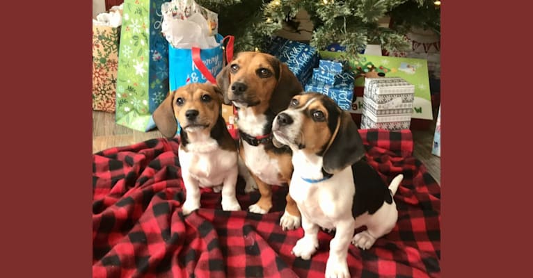 Bandit, a Treeing Walker Coonhound and Beagle mix tested with EmbarkVet.com