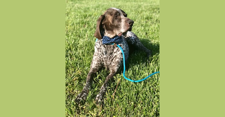 Gunther McFloppyface, a German Shorthaired Pointer tested with EmbarkVet.com