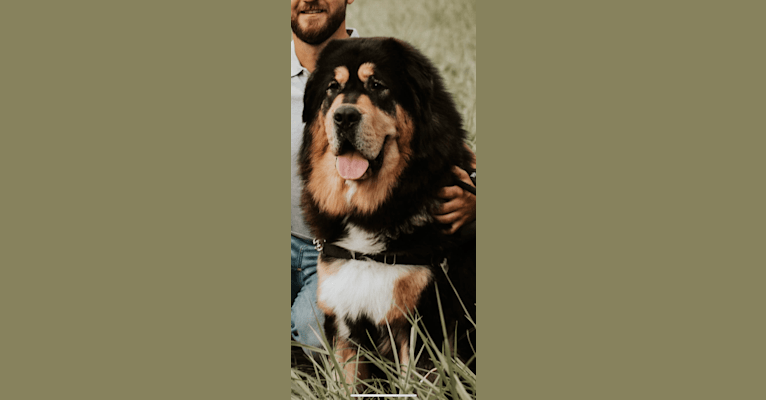 Ruger, a Tibetan Mastiff tested with EmbarkVet.com