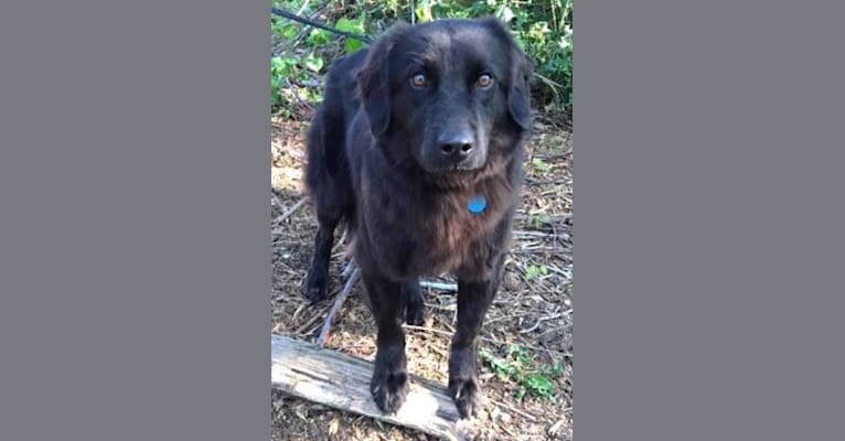 Cedar, a Chow Chow and Llewellin Setter mix tested with EmbarkVet.com