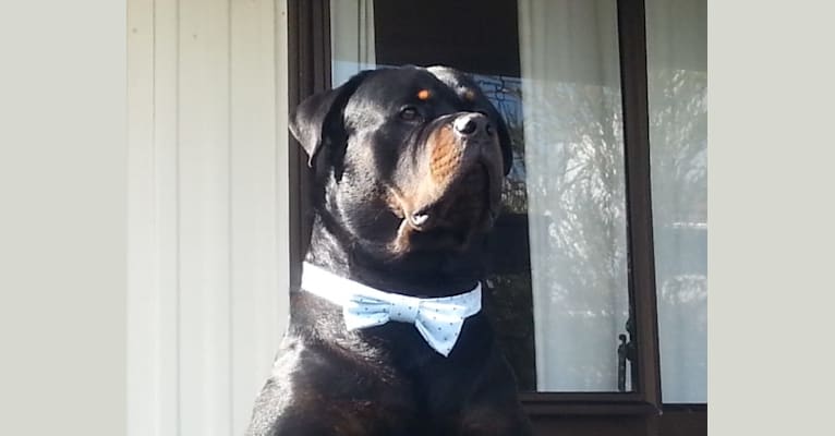 Marlo, a Rottweiler tested with EmbarkVet.com