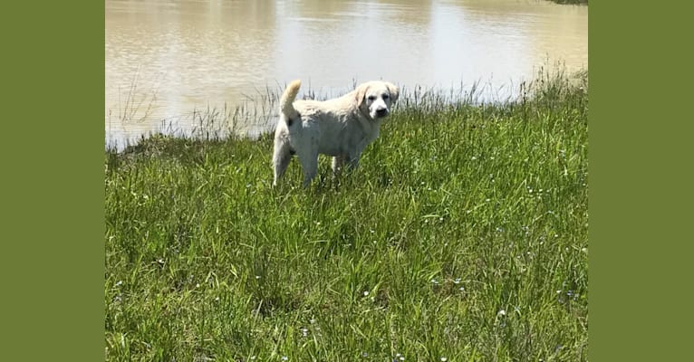 Cookie, a Labrador Retriever tested with EmbarkVet.com