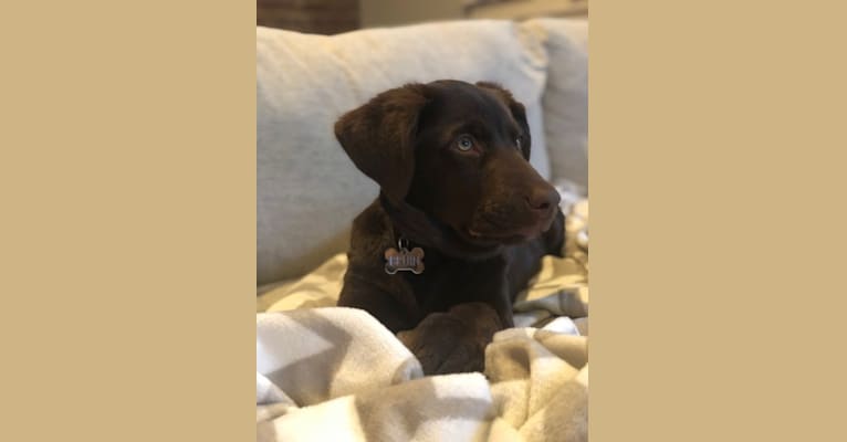 Bruin, a Labrador Retriever and American Pit Bull Terrier mix tested with EmbarkVet.com