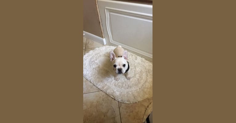 Milo, a French Bulldog tested with EmbarkVet.com