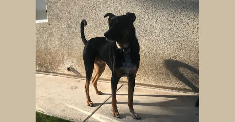 Murphy Haddadin, a German Shepherd Dog and Doberman Pinscher mix tested with EmbarkVet.com