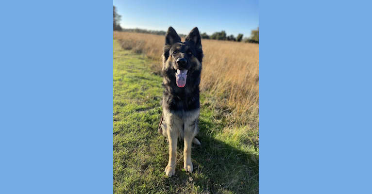 Jordan, a German Shepherd Dog tested with EmbarkVet.com