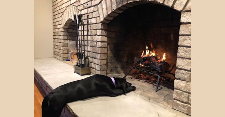 Grace, a Labrador Retriever and American Foxhound mix tested with EmbarkVet.com