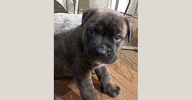 Embark Dog Dna Test Breed