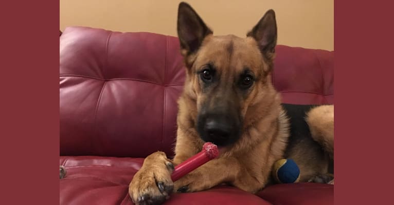 Embark Dog Dna Test Breed