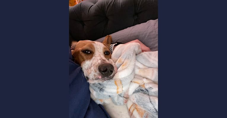 Texie, a Pointer and Llewellin Setter mix tested with EmbarkVet.com