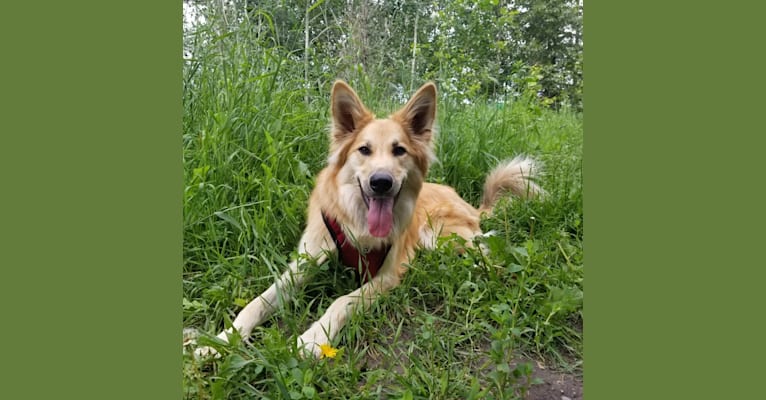 Tilly, a German Shepherd Dog and Saint Bernard mix tested with EmbarkVet.com