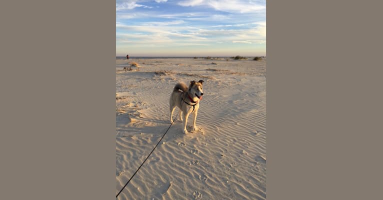 Sam, a Siberian Husky and Treeing Walker Coonhound mix tested with EmbarkVet.com