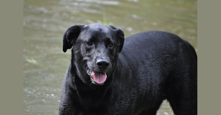 buddy, a Labrador Retriever and German Shepherd Dog mix tested with EmbarkVet.com