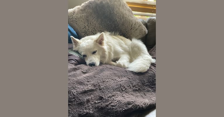 Bolt Sanford, an American Eskimo Dog tested with EmbarkVet.com