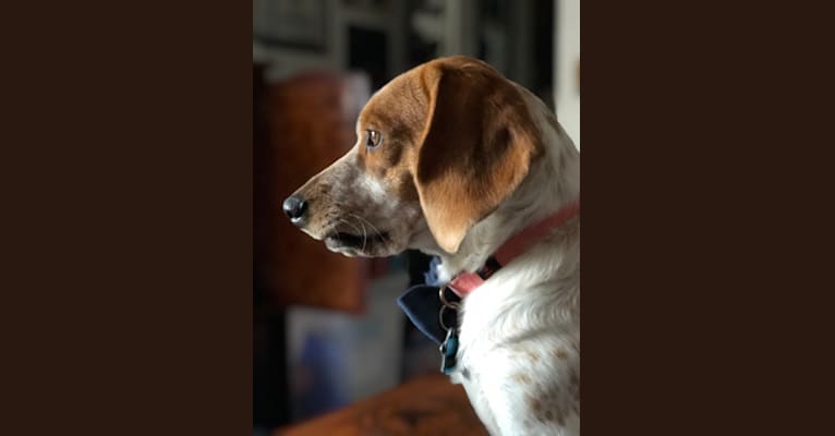 Heath, a Beagle and Australian Cattle Dog mix tested with EmbarkVet.com