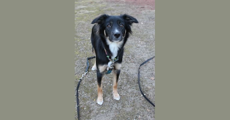 Sierra, a Border Collie and Australian Cattle Dog mix tested with EmbarkVet.com