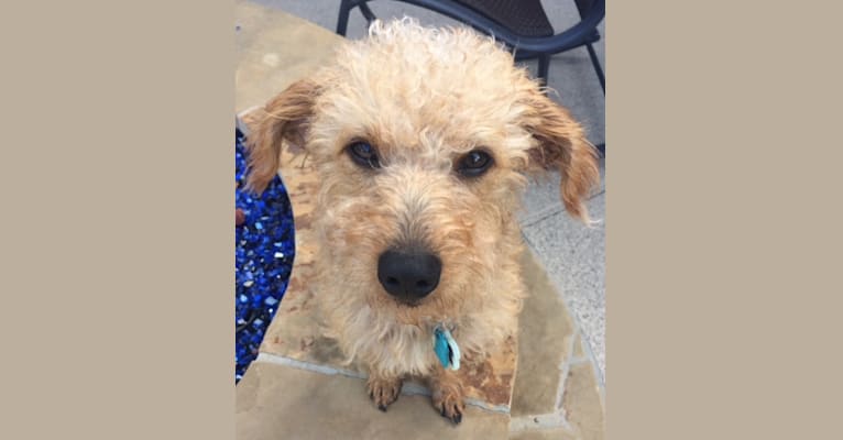 Chewy, a Dachshund and Poodle (Small) mix tested with EmbarkVet.com