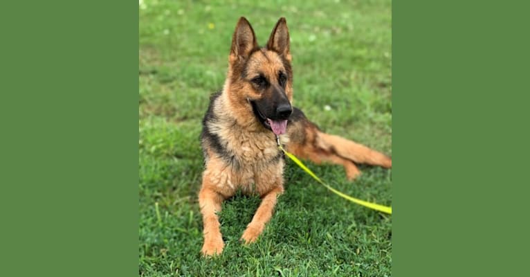Xena, a German Shepherd Dog tested with EmbarkVet.com