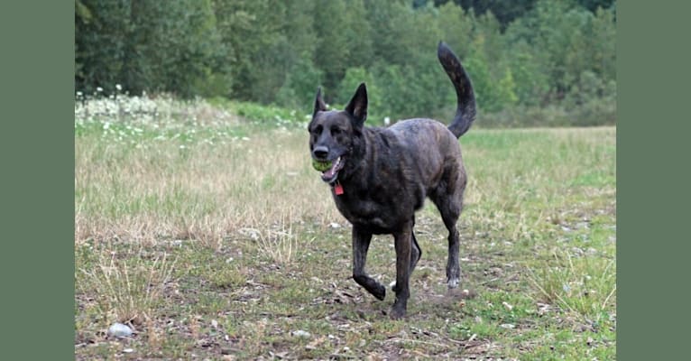Harley Quinn, a German Shepherd Dog and Labrador Retriever mix tested with EmbarkVet.com