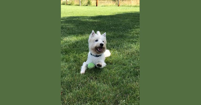 Winston, a West Highland White Terrier tested with EmbarkVet.com