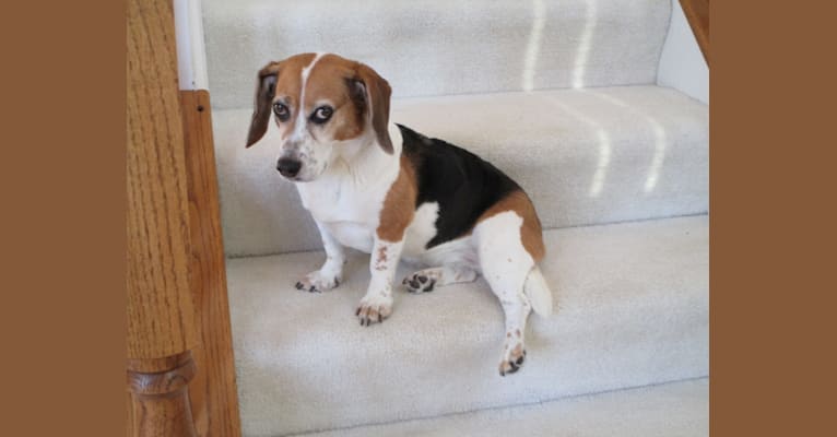 Ruby, a Beagle and Basset Hound mix tested with EmbarkVet.com