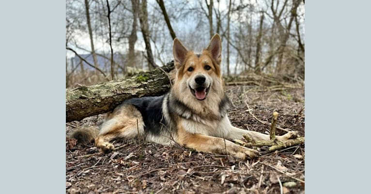 TiAmo, a White Shepherd and German Shepherd Dog mix tested with EmbarkVet.com