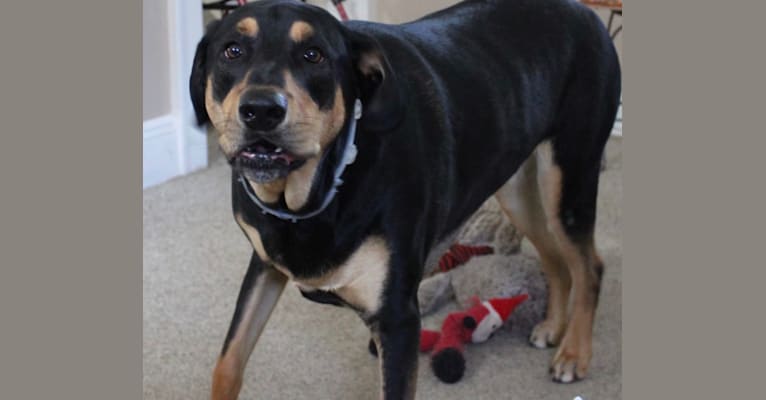 Wyatt, a Labrador Retriever and Doberman Pinscher mix tested with EmbarkVet.com